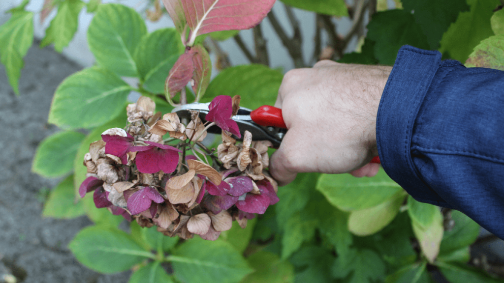 2. Mythos: Verwelkte Blumen umgehend entfernen