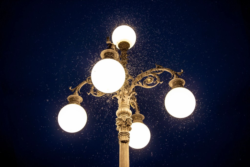 „Licht zieht Mücken an.“