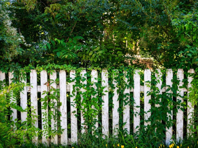Gartenzaun der mit Pflanzen überwuchert ist