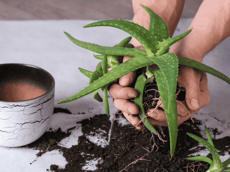 Aloe vera Pflege