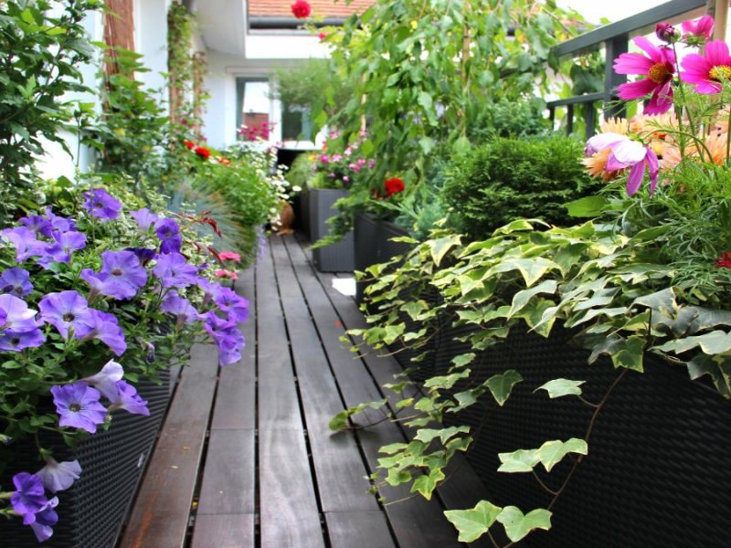 Ein Balkon mit verschiedenen Pflanzen im Sommer.