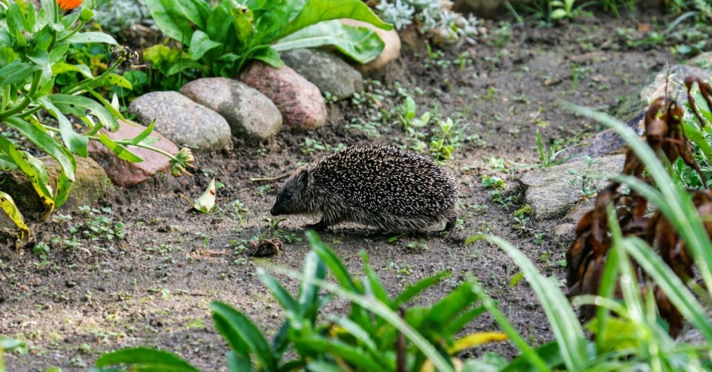 Ein Igel läuft durch einen Garten