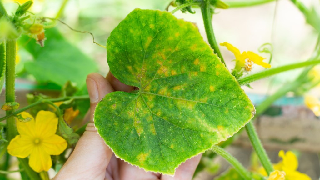 Gelb verfärbtes Blatt einer Gurkenpflanze, die unter dem Gurkenmosaikvirus leidet.