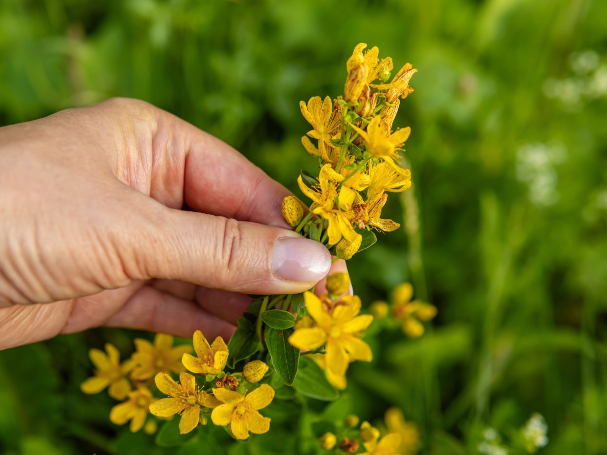 Garten: Beliebtes Heilkraut verboten? Das musst du wissen