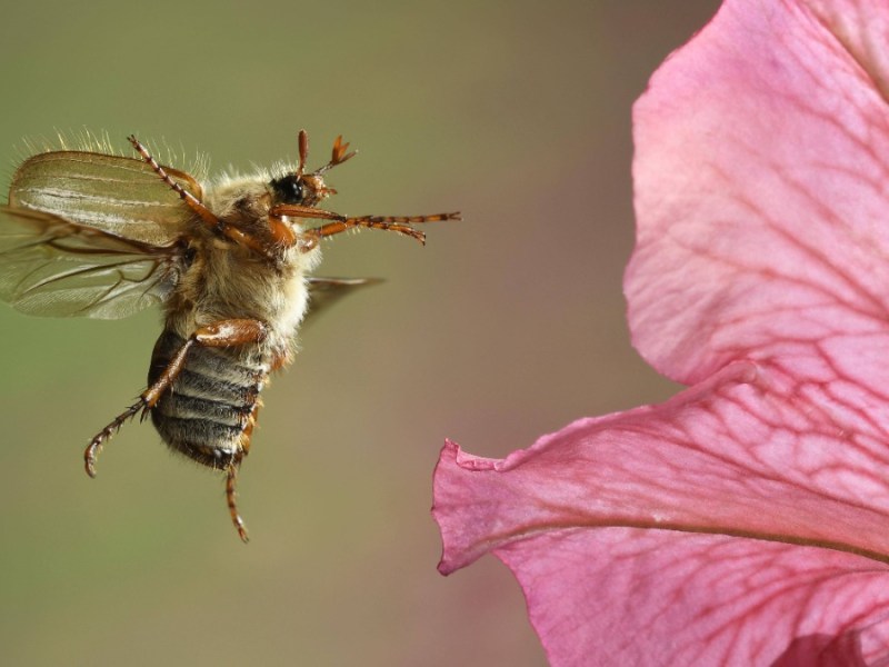 ein Junikäfer im Anflug auf eine Blüte