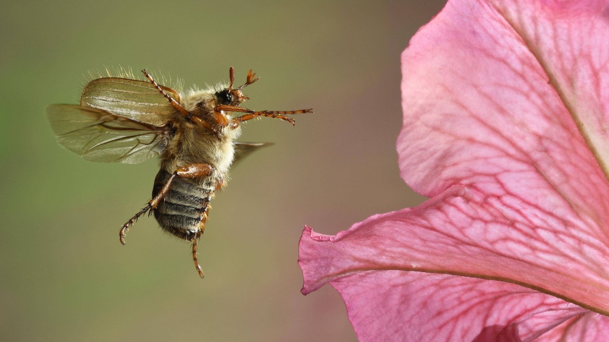 ein Junikäfer im Anflug auf eine Blüte