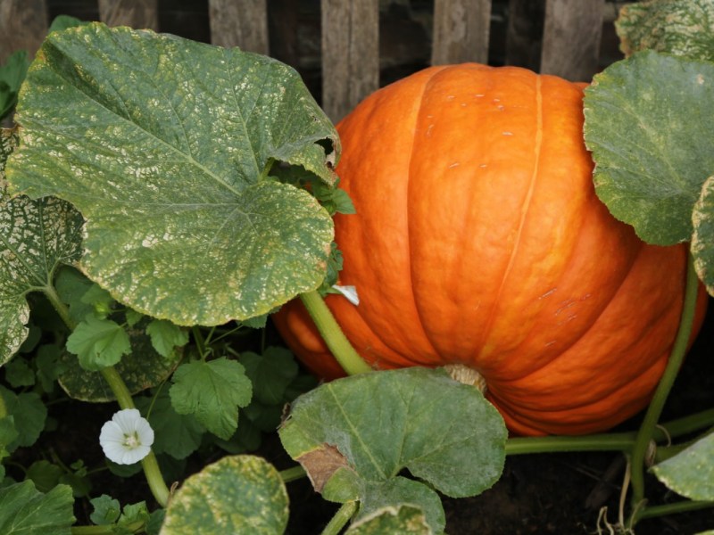 Kürbis wird in einem Garten gezogen.