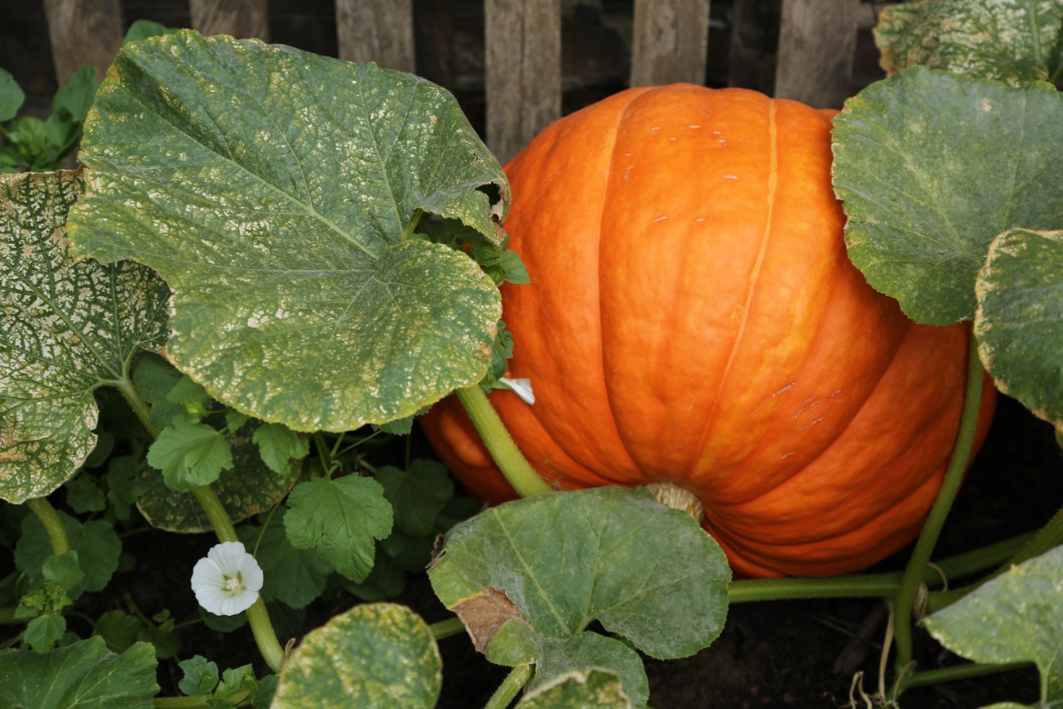 Kürbis wird in einem Garten gezogen.