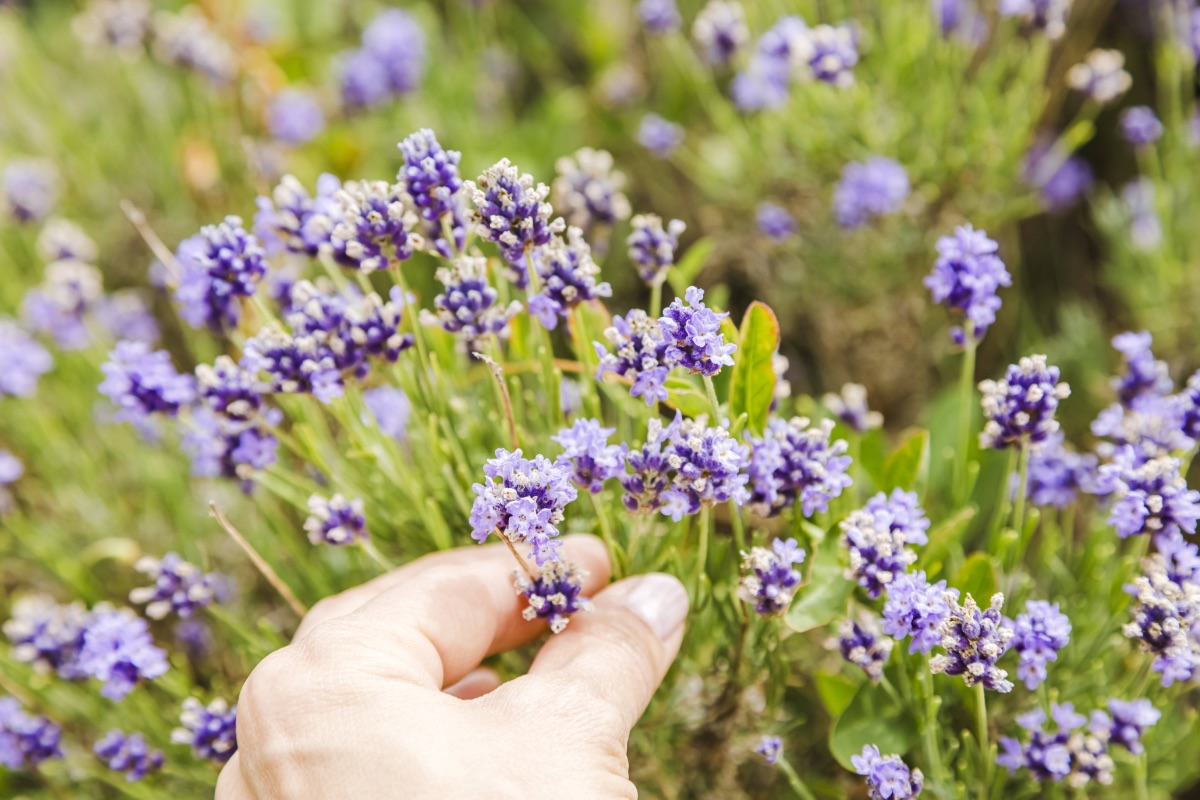 Eine Frau pflückt Lavendel in einem Garten.