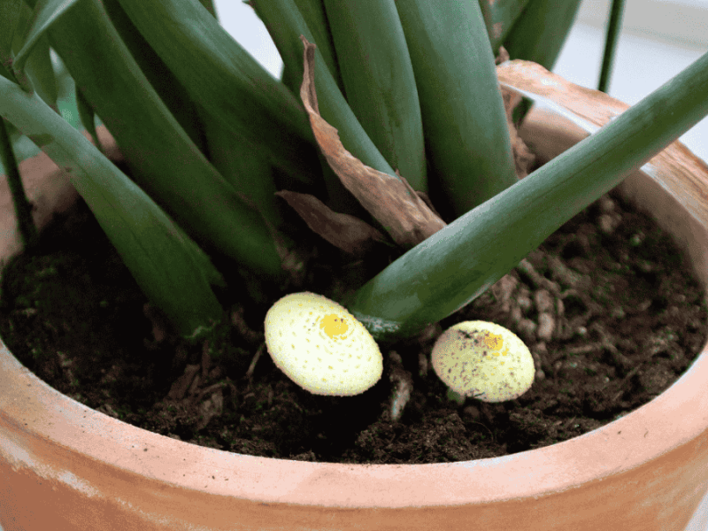 Pilze in Blumenerde, weißer Pilz neben Zimmerpflanze
