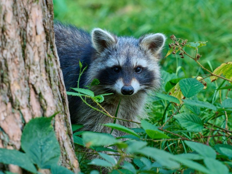 Ein Waschbär, der hinter einem Baum hervorguckt.