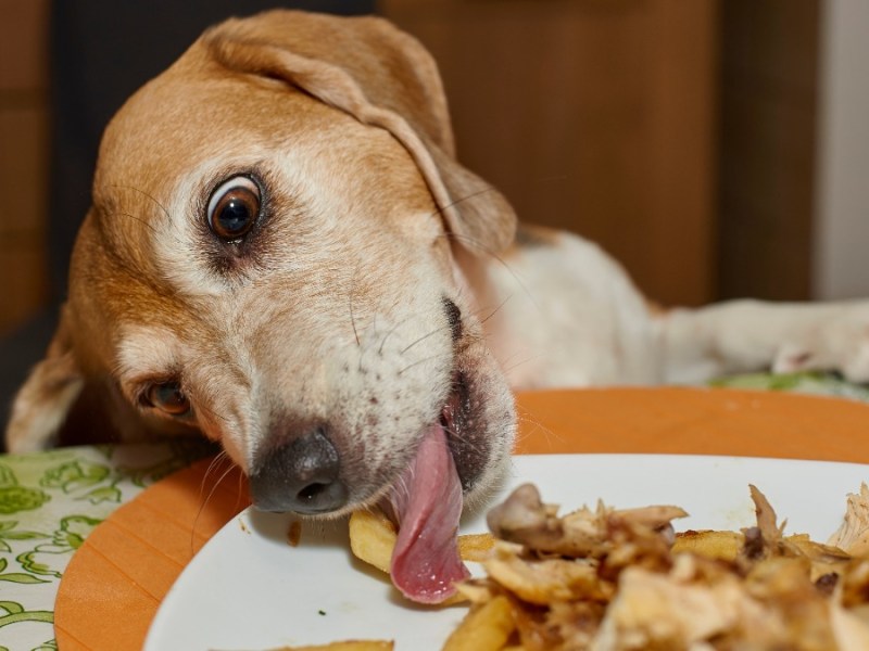 Hund klaut Essen vom Teller