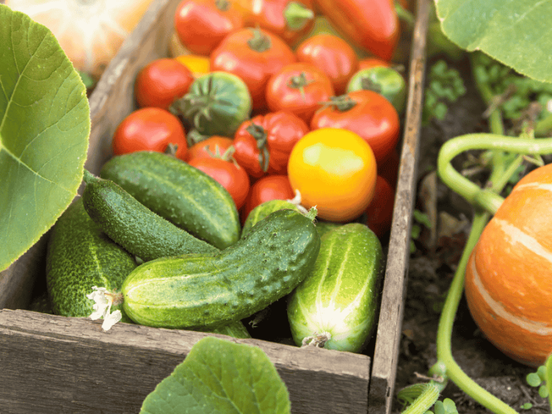 Nutzgarten: Gurken im Garten – Diese Nachbarn fördern das Wachstum