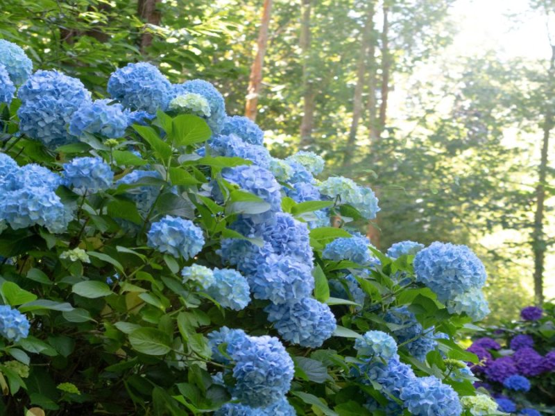 Garten: Deine Hortensie verliert ihre Farbe? Das kannst du dagegen tun