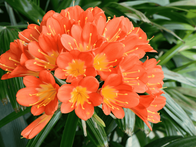 Klivie, Riemenblatt, große Pflanze mit orangen Blüten, großer Blütenstand, Blüten geöffnet