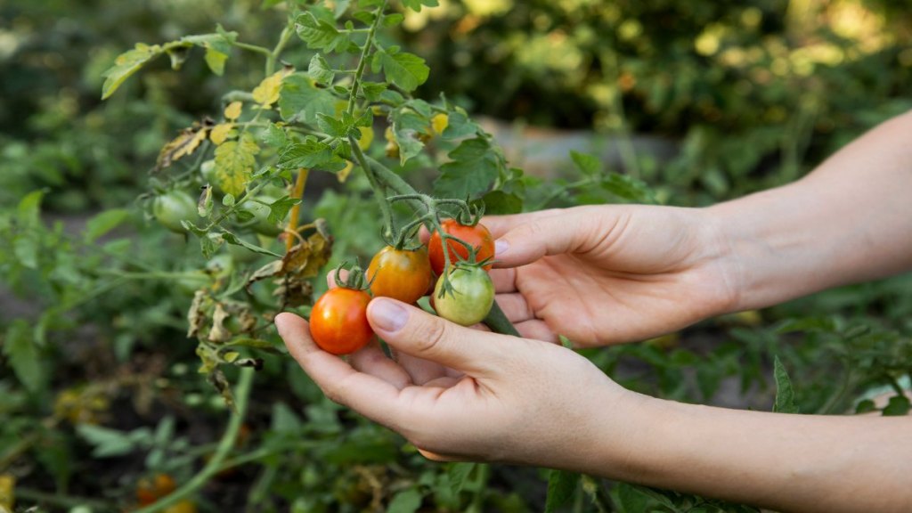 Garten: Tomaten mit Grünkragen – das musst du über die Fehlbildung wissen