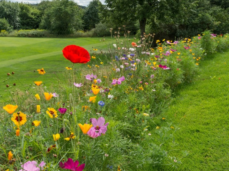 Blumenwiese